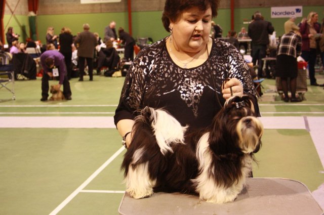 Shih Tzu Danmark